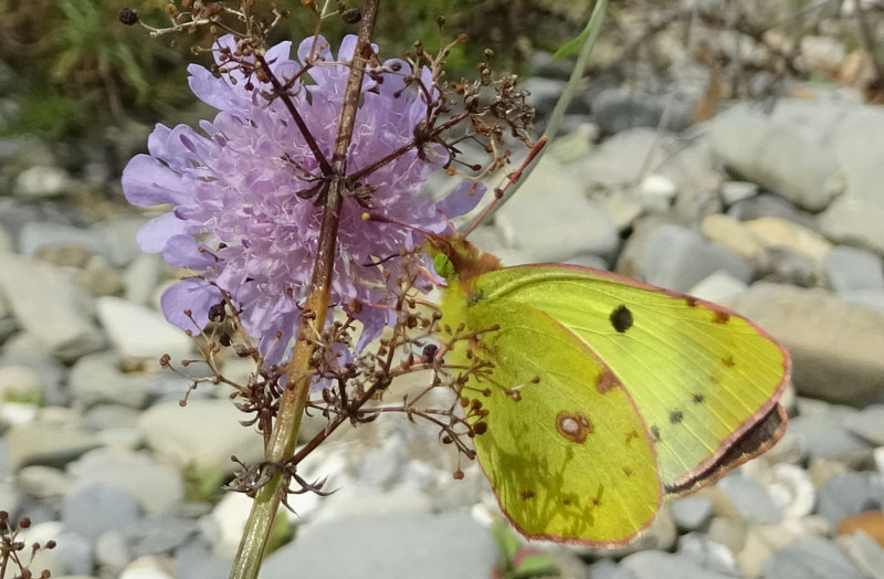 diversi esemplari, stessa Specie ?